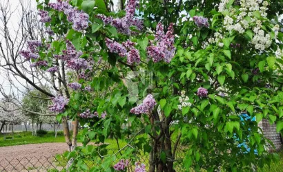  1-этаж.(98.5 м2), Петришки