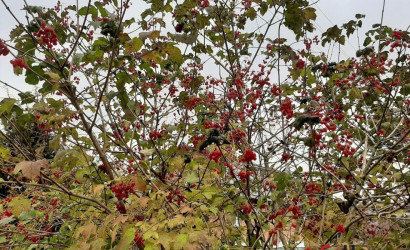 Купить дом в деревне, ДАЛЬНИЙ ОСТРОВ, 6.25 соток. Фото 14