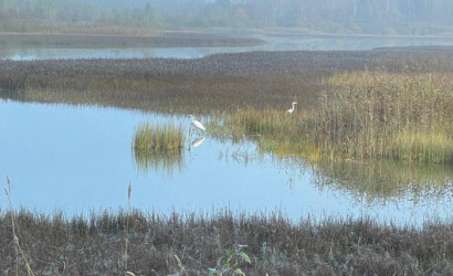 Купить дом, Замошье, Центральная ул., 25 соток. Фото 7