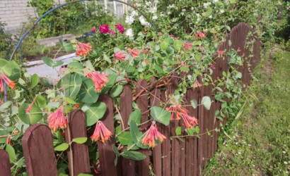 Купить дом в деревне, Сосны-Сад, 4.1 соток. Фото 17