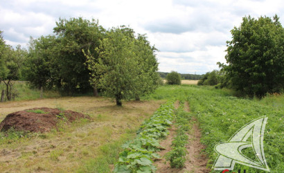 Купить участок, Новосады, Жабинковский с/с, 25 соток. Фото 7