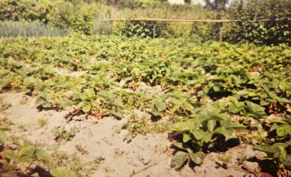 Купить дачу, Лесная полянка, 14.9 соток. Фото 3