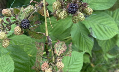 Купить дачу, Витебск, 5 соток. Фото 5