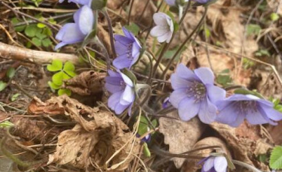 Купить дом, Мельница-Сорочье, 13 соток. Фото 23