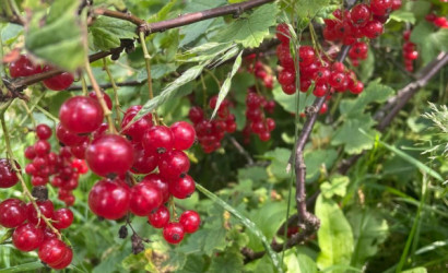 Купить участок, Веснянка, Центральная, 1, 6.2 соток. Фото 3