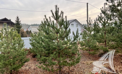 Купить дачу, Брест, Чернавчицкий с/с, 6 соток. Фото 25