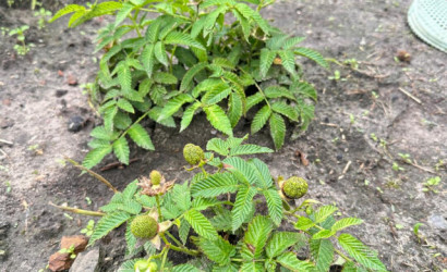 Купить дом, Чижевщина, 25 соток. Фото 14