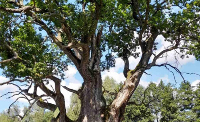 Купить дом, Бобровичи, Лесная ул., 45, 25 соток. Фото 15