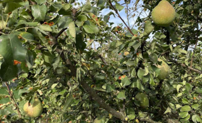 Купить дом, Лида, 2-й Дзержинского, 6.3 соток. Фото 15