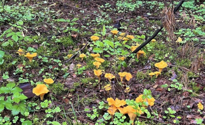 Купить дом в деревне, Дубовый Лес, 4 соток. Фото 15