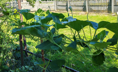 Снять на сутки дом, Альба, Полевая 6. Фото 13