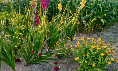 Купить дачу, Тихиничи, Виноградная 161, 10 соток. Фото 2