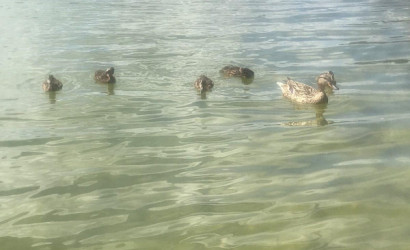 Купить дом в деревне, Инженер, 7 соток. Фото 6