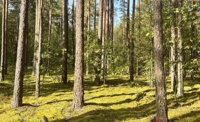 Купить участок, Ивонцевичи, СТ Ивонцевичи, 10.16 соток. Фото 4