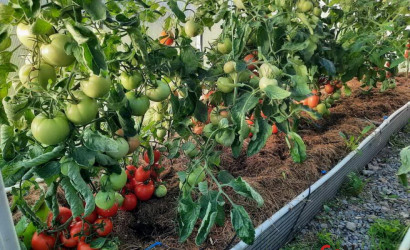 Купить дом, Лозово, 18 соток. Фото 25