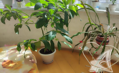 Купить 3-комнатную квартиру, Брест, Вулька, ул. Вульковская. Фото 9