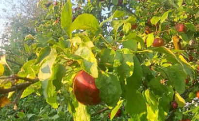 Купить дом, Лепель, Ульянка, 7.6 соток. Фото 5