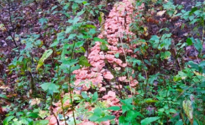 Купить дом, Коханово, ул.Озёрная, д.25, 15 соток. Фото 16