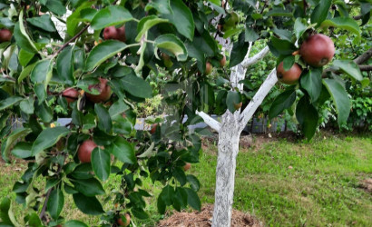 Купить дом, Петришки, 18 соток. Фото 22