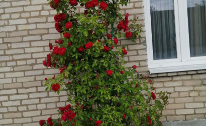 Купить дом, Пархимовцы, Вишнёвая, 21 соток. Фото 9