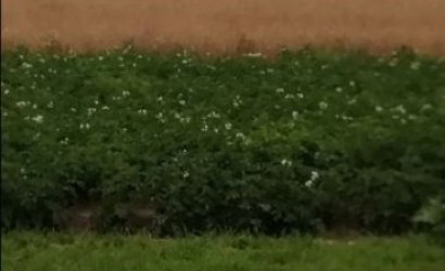 Купить дом, Борки, ул.Центральная д.31, 25 соток. Фото 2