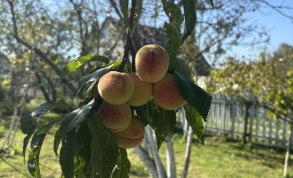 Купить дачу, Витебск, 4-й Хрустальный, 9 соток. Фото 21