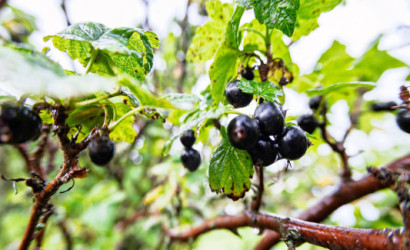 Купить дачу, СТ Восход-91, 20 соток. Фото 29