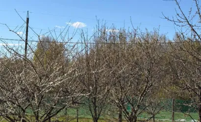  3-этаж.(331 м2), Ефимово(Каштановая ул., 4)