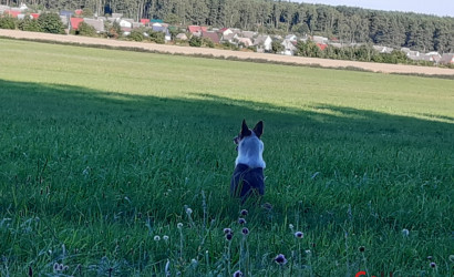 Купить дачу, Каролино, 29, СТ Калинка, 5.1 соток. Фото 16