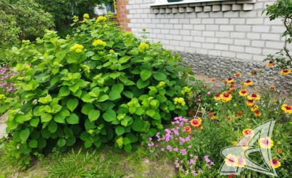 Купить дом, Черняны, Чернянский с/с, 24 соток. Фото 11