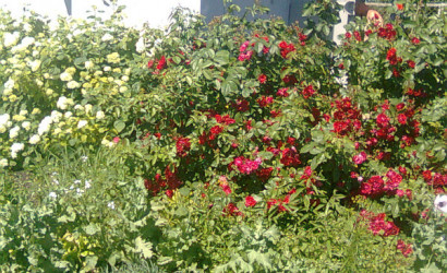 Купить дачу, Бережа, Ст Пятигорье, 11 соток. Фото 6