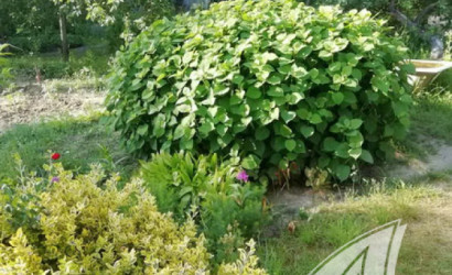 Купить дачу, Брест, Мотыкальский с/с, 5.11 соток. Фото 16