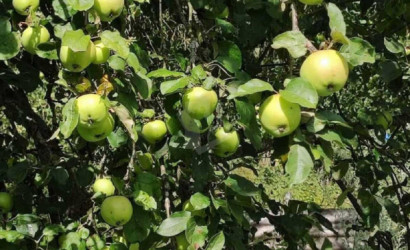 Купить участок, Горки-1, 10 соток. Фото 8