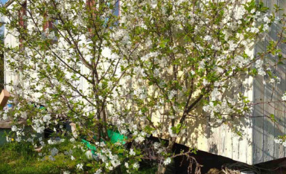 Купить участок, СВЯЗИСТ-92, 8.03 соток. Фото 5