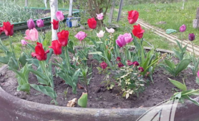 Купить дачу, Брест, Мотыкальский с/с, 7 соток. Фото 4