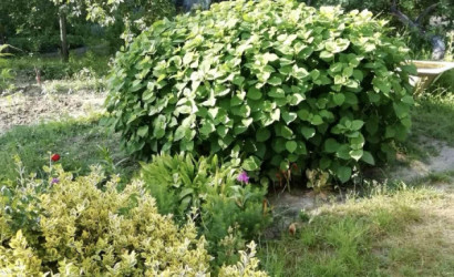 Купить участок, Лесок-1, 5.11 соток. Фото 10