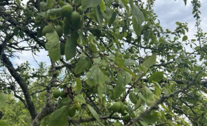 Купить дом в деревне, Дворица, Школьная, 4, 40 соток. Фото 12